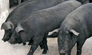 大河乌猪养殖方法｜养猪要想养得好，这些妙招少不了！