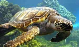 今日科普：大西洋蠵龟的寿命是多少？