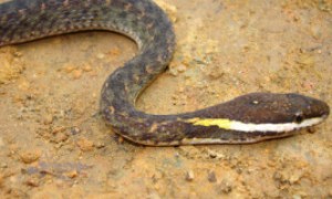 “绿色走廊”里的白唇游蛇，这种长着“胡须”的蛇你知道吗？