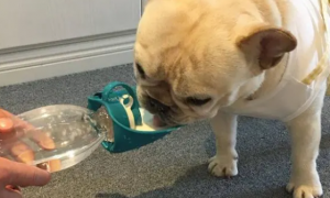 狗不爱喝水是为什么啊？原因是什么