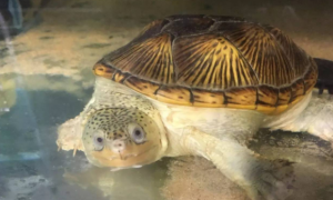 窄桥蛋龟凹甲是什么原因？该怎么饲养呢？