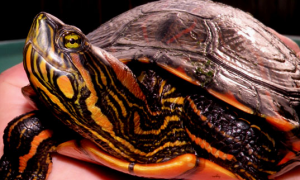 南美斑彩龟的价格多少？感兴趣的来了解下