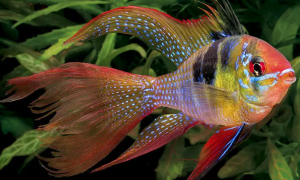 关于七彩凤凰鱼的繁殖问题，本文为你提供详解解答！