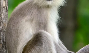 传说中的印度灰叶猴，居然是这个模样