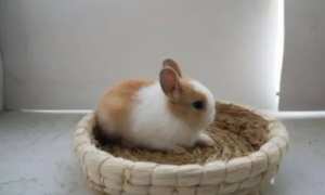 荷兰侏儒兔饲养方式介绍