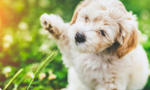怎么样才能帮助小狗很好的补钙呢？