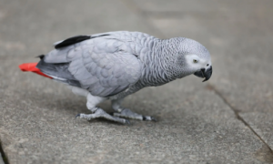 非洲灰鹦鹉怎么分辨雌雄？“看头看尾”即可！
