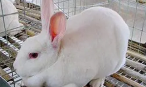 大耳白兔喜欢吃什么，感兴趣就来看看吧