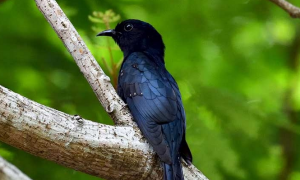 黑卷尾鸟的挑选与饲养，不知道的来看看！