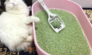 猫砂能晒吗，晒猫砂可以杀菌吗？