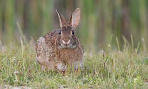 比家兔还小的东部棉尾兔，你们看过吗？