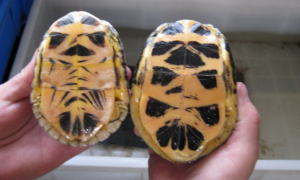 养龟科普：金头闭壳龟可以深水养吗？