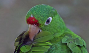 来考考你们，红额亚马逊鹦鹉几级保护？