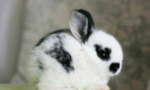 多瓦夫兔介绍 多瓦夫兔资料