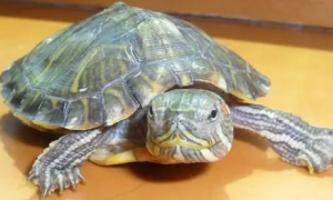 你们说，斑彩龟公母怎么分辨？
