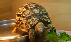 一文详解：豹纹陆龟可以饿几天？