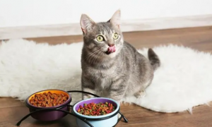 猫咪换粮没有食欲，那该怎么办呢？