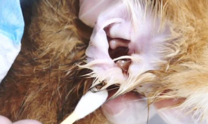 小奶猫多大可以清理耳朵？需要注意什么？