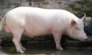 赣州白猪的培育可分为四个阶段，你都知道吗？