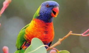 彩虹吸蜜鹦鹉能活多少年？不知道来看这！