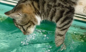 猫咪为什么老把水扒洒？贪玩是天性