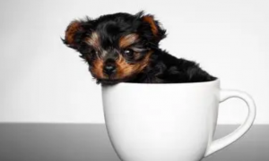 和大家分享一下，茶杯犬发烧治疗方法