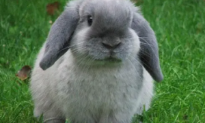 养兔科普：英国迷你垂耳兔的寿命