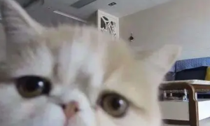 摄像头在猫咪眼中，到底是怎样的存在？