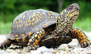 卡罗莱纳箱龟是陆龟吗？看完你就明白了！