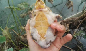 窄桥蛋龟最大能长多大？可以来看看！