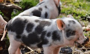 花斑猪的饲养方法，不清楚的快来看看！