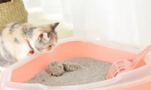 换猫砂怎么过渡？猫砂的作用是什么？