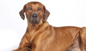 罗得西亚脊背犬肠炎有什么症状？具体有哪些症状？