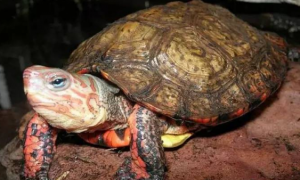 洪都拉斯木纹龟是保护动物吗？一文告诉你