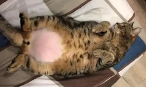 猫咪肚皮朝上躺着是什么意思？有可能因为它太胖了
