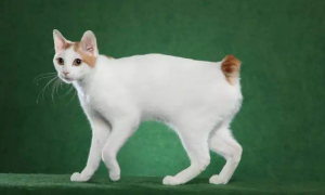 日本短尾猫饲养方法，你们清楚吗？