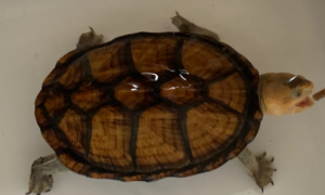 蝎泽蛋龟能长多大？看这里！