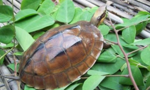 云南闭壳龟是几级保护动物？不清楚的快来看看！