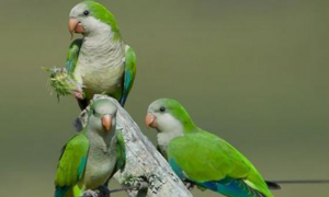 绿和尚鹦鹉寿命多少，想知道的来看看！