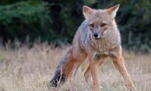 南美第二大的犬科动物——山狐，快来了解一下吧！