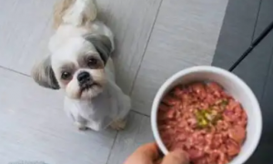 狗狗吃猪肝一次喂多少，想了解快来看！