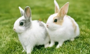 中国白兔和家兔的区别是什么？这篇文章告诉你