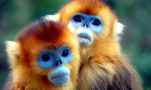 最美的猴王——秦岭金丝猴，你见过吗？