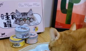 纽衡主食罐头~小猫咪的肉食盛宴