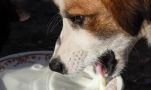 狗狗喝羊奶的好处？为什么要长期给狗狗喝羊奶粉？