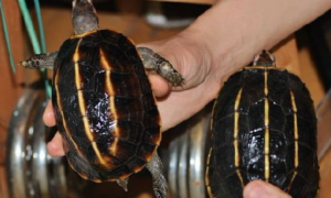 缅甸黑山龟的寿命，你们知道吗？