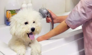 狗狗也有专用沐浴露，请停止人用沐浴露洗