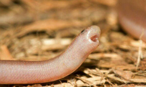 mini的动物萌萌惹人爱，与蚯蚓一般大小的铁丝蛇你见过吗？