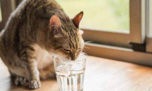 猫喝过的水人还能喝吗？主人要了解