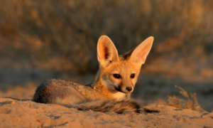 世界上十只最漂亮的狐狸，南非狐名列其中！
